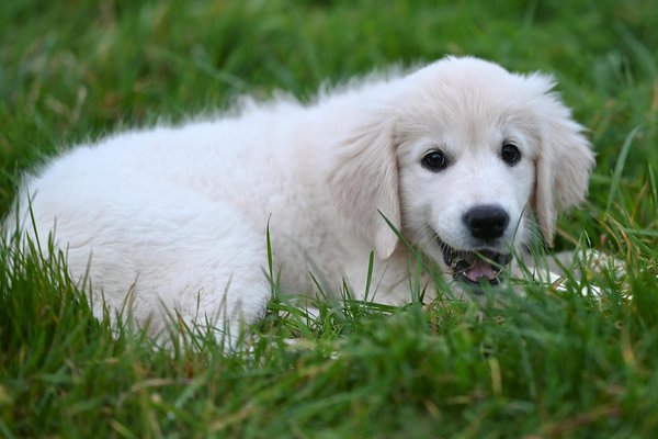 Hoe kun je je hond beschermen tegen parasieten zoals vlooien en teken?